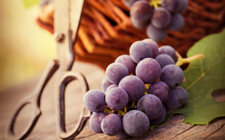 Grapes table scissors basket photorealism - a bunch of grapes free wallpaper