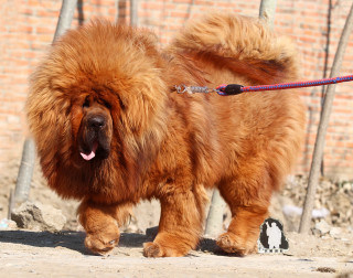 Large brown dog leash sidewalk - a leash free wallpaper