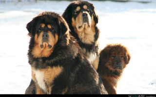 Three dogs standing in the - david budd free wallpaper