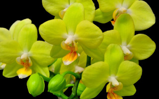 Green flowers yellow white blurry - daphne mcclure free wallpaper