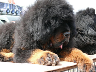 Black dog wooden table truck - male free wallpaper
