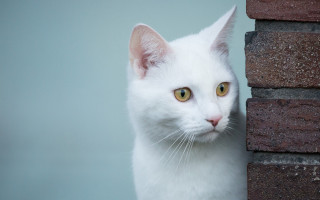 White cat yellow eyes behind - a white cat free wallpaper