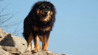Dog standing rock ledge mouth - afewerk tekle free wallpaper