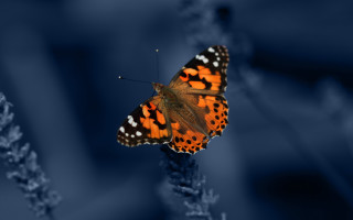 Butterfly flower stem darkblue blurry - color free wallpaper