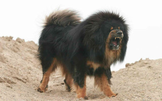 Dog long coat hill sand - a long coat free wallpaper