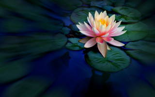 Pink yellow water lily pond - water lily free wallpaper