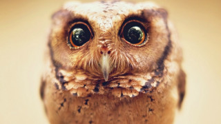 Small owl big eyes brown - a small owl free wallpaper