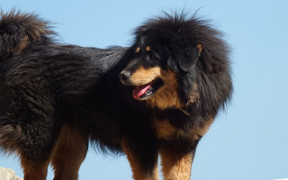 Shaggy dog rock tongue out - afewerk tekle free wallpaper