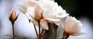 Flower roses macro food naturalism - rose free wallpaper