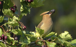 Bird branch berries leaves ecological - berry free wallpaper