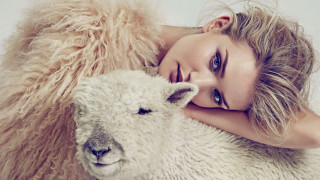 Woman sheep laying blonde blue - her free wallpaper