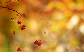 Branch leaves falling autumn blurry - florianne becker free wallpaper