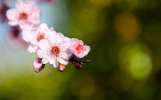 Cherry blossom macro flower shallow - claire dalby free wallpaper