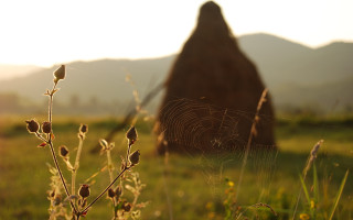 Grassy field rock web land - andy goldsworthy free wallpaper