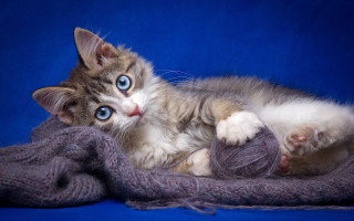 Kitten yarn blue eyeball beatrix - beatrix potter free wallpaper