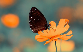 Butterfly flower blurry background macro - a blurry background behind free wallpaper for desktop