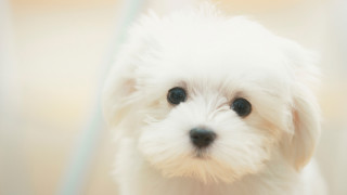 White shiba inu cute rococo - a black nose free wallpaper