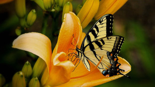 Butterfly yellow flower green leaves - the background and a blurry background behind free wallpaper