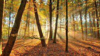 Forest leaves sunset autumn nature - forest free wallpaper