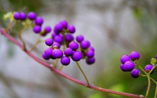 Purple flower plant berries leaves - a close up of a plant free wallpaper