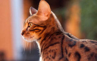 Regal striped cat shiba inu - striped free wallpaper
