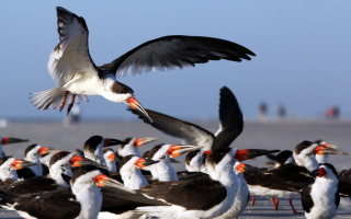 Flock birds beach ocean flying - a flock of birds free wallpaper