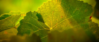 Green leaf bug vines macro - a green leaf free wallpaper