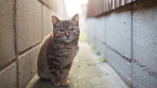 Sad cat wall tiltshift photorealistic - a wall free wallpaper