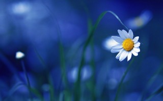 Daisy bluefield yellowcenter macro outdoors - a single daisy free wallpaper