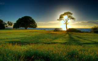 Sunset field tree water beautiful - a picture free wallpaper