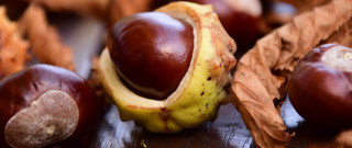 Nut leaf autumn blurry depth - autumn free wallpaper