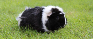 Curious guinea pig grass nature - curious free wallpaper