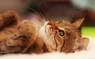 Cat back white blanket looking - something free wallpaper