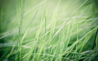Grass water drops bamboo forest - grass free wallpaper