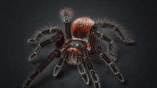 Spider red head black armor - full body portrait free wallpaper