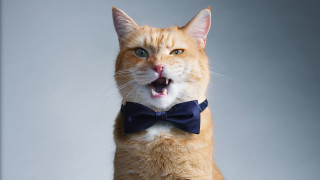 Surprised cat blue bowtie american - its neck free wallpaper