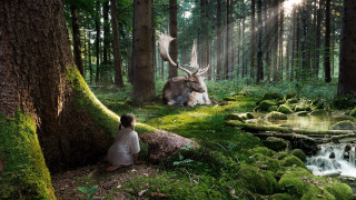 Kneeling forest deer stream magic - surreal photography free wallpaper