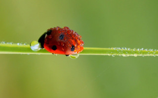 Ladybug green leaf water droplets 11 - a green leaf free wallpaper