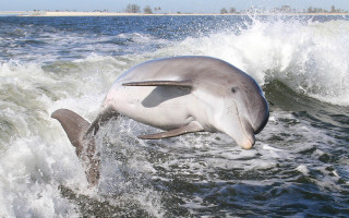 Dolphin jumping wave ocean mouth - in the ocean free wallpaper