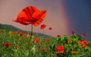Red flowers rainbow impressionist mystical - red flower free wallpaper