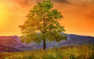 Sunset mountain tree autumn leaves - david brewster free wallpaper