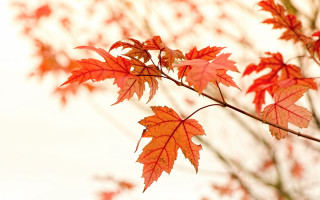 Red leaves autumn butterfly sunset - red leaf free wallpaper