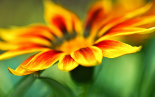 Flower blurry background macro orange - cindy wright free wallpaper