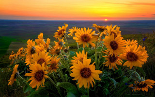 Sunflowers sunset field green grass - a field of sunflowers free wallpaper