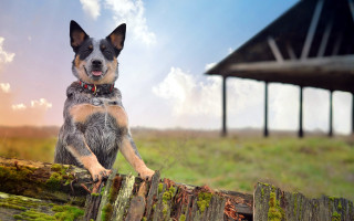Dog fence sitting shibainu sky - a fence free wallpaper