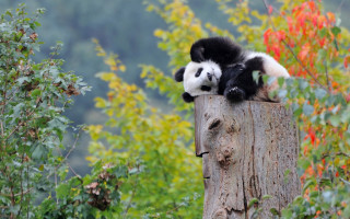 Panda wooden post autumn leaves - bian jingzhao free wallpaper