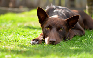 Sad dog laying grass elk - australian tonalism free wallpaper