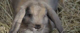 Rabbit hay sitting camera side - the camera lense free wallpaper