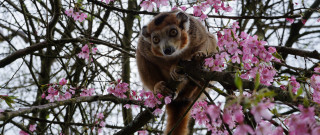 Monkey sitting branch pink flowers - a branch of a tree free wallpaper