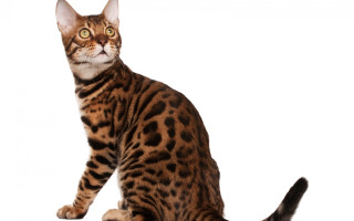 Cat tiger calico spot ears - spot free wallpaper